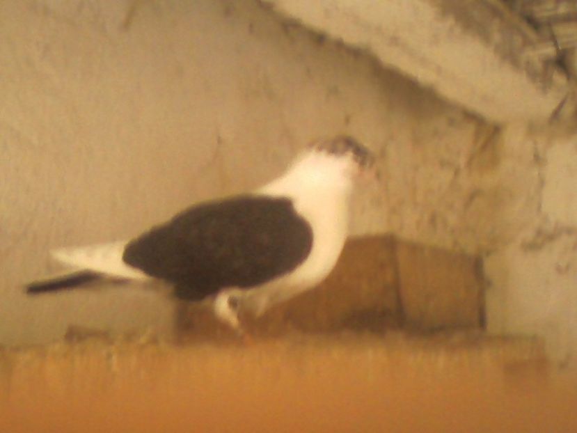 Fotó0009 - arhiva_porumbei dragi mie