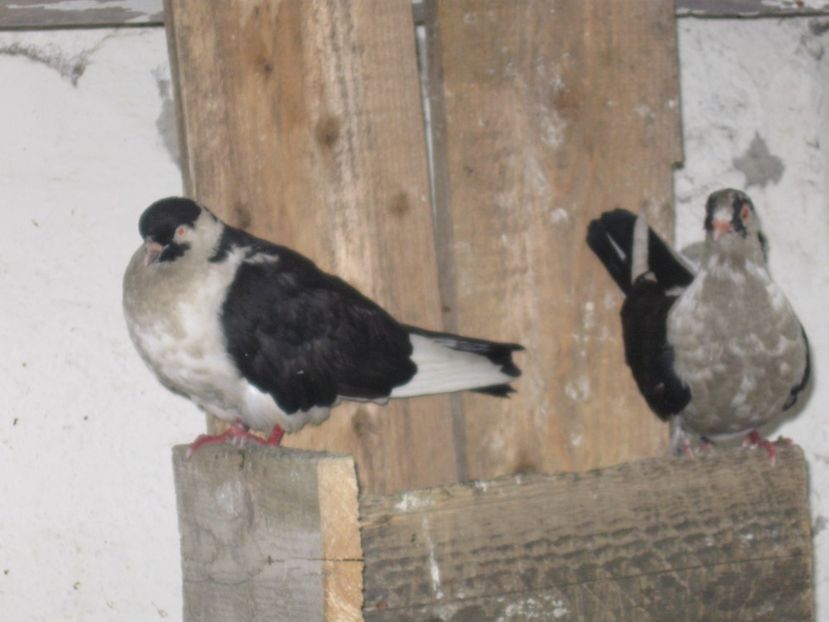  - arhiva_porumbei dragi mie