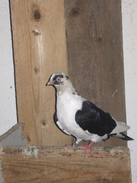  - arhiva_porumbei dragi mie