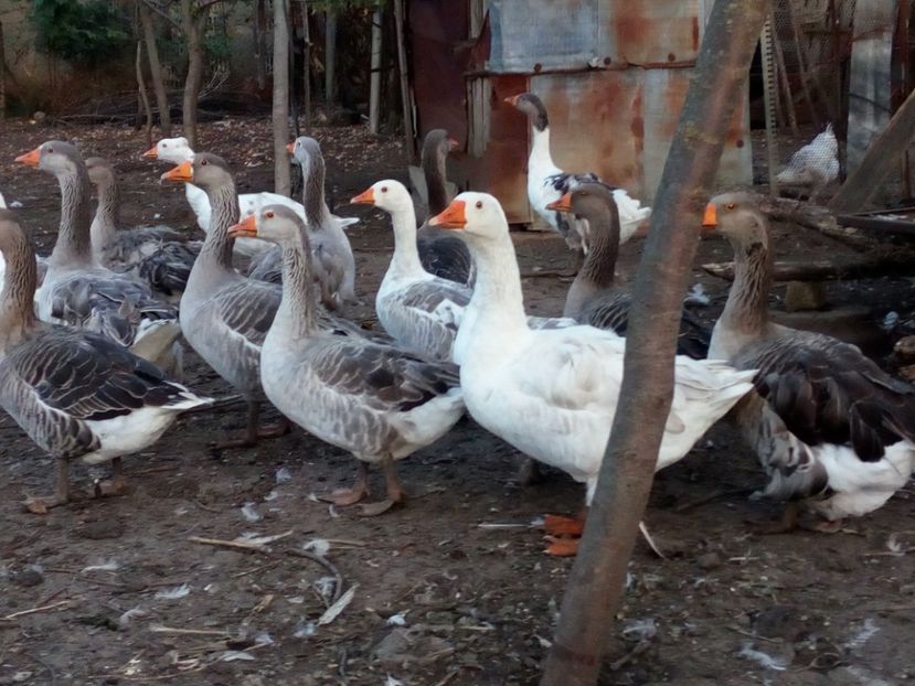  - Gaste octombrie 2017