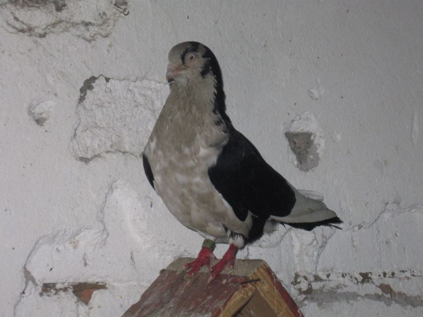  - arhiva_porumbei dragi mie