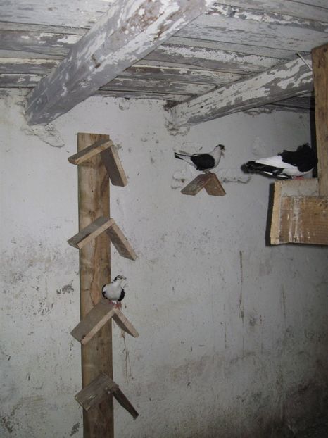  - arhiva_porumbei dragi mie