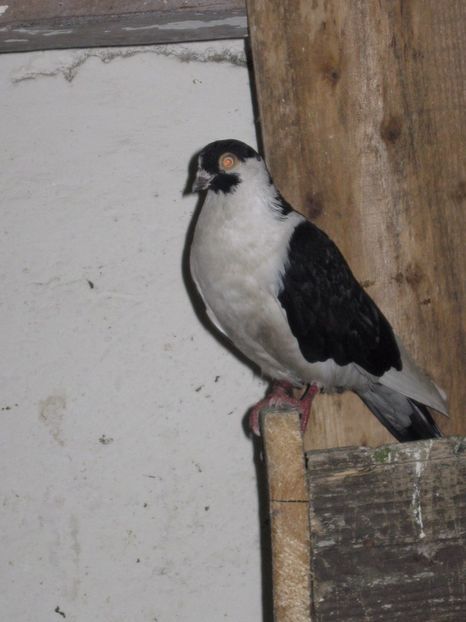  - arhiva_porumbei dragi mie