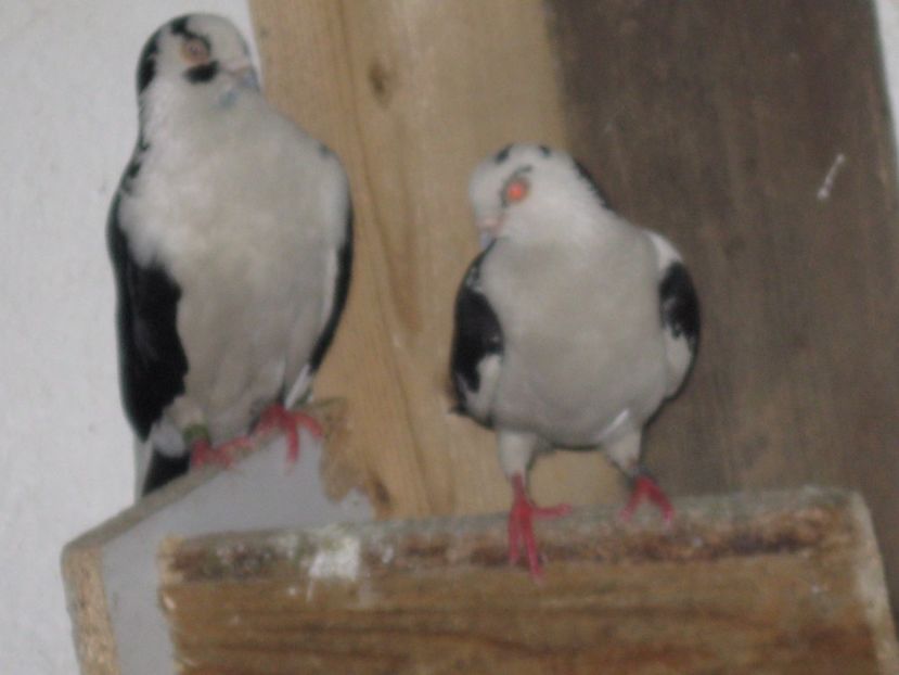  - arhiva_porumbei dragi mie