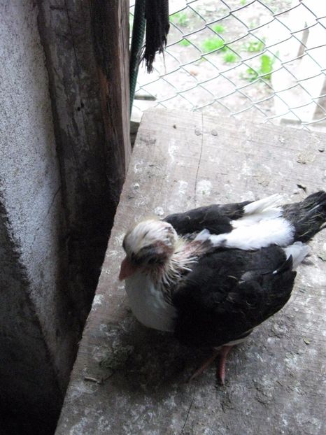  - arhiva_porumbei dragi mie