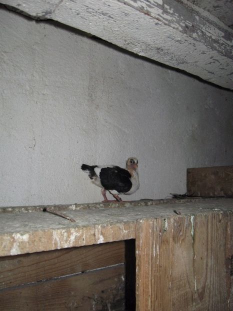  - arhiva_porumbei dragi mie