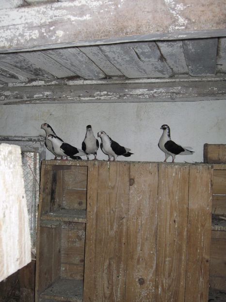  - arhiva_porumbei dragi mie