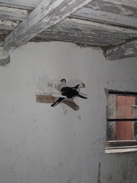  - arhiva_porumbei dragi mie