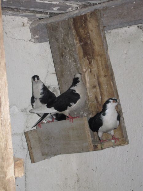  - arhiva_porumbei dragi mie