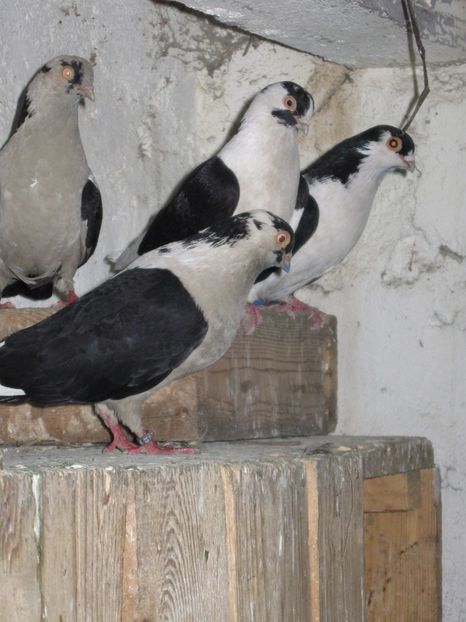  - arhiva_porumbei dragi mie