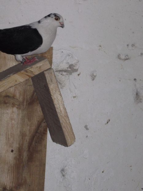  - arhiva_porumbei dragi mie