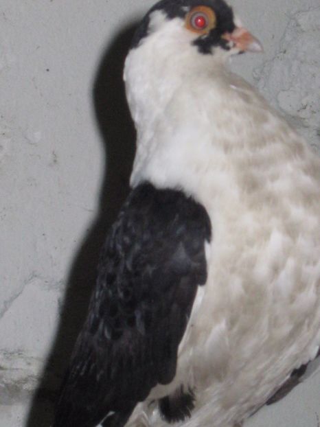  - arhiva_porumbei dragi mie