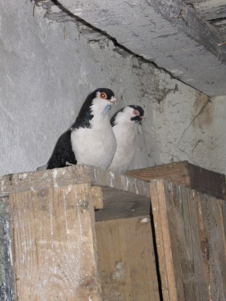  - arhiva_porumbei dragi mie