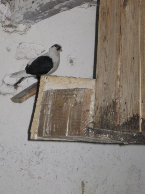  - arhiva_porumbei dragi mie