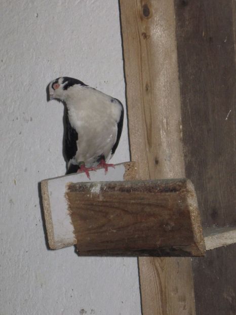  - arhiva_porumbei dragi mie