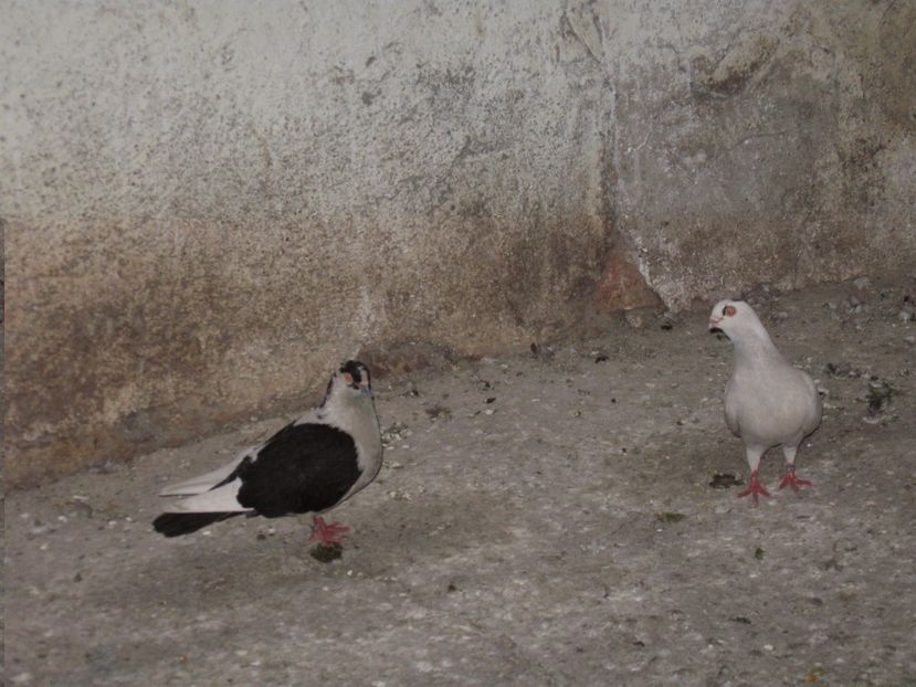  - arhiva_porumbei dragi mie