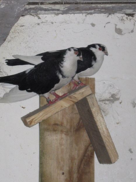  - arhiva_porumbei dragi mie