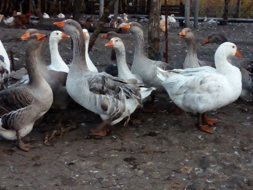  - Gaste octombrie 2017