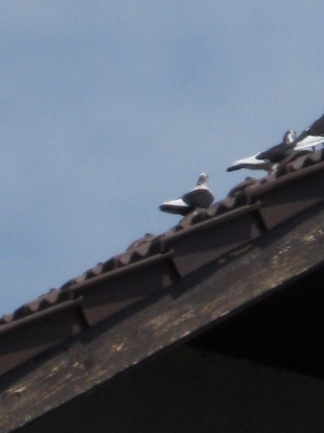  - arhiva_porumbei dragi mie