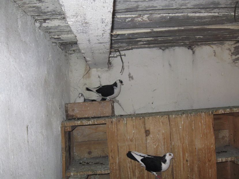  - arhiva_porumbei dragi mie