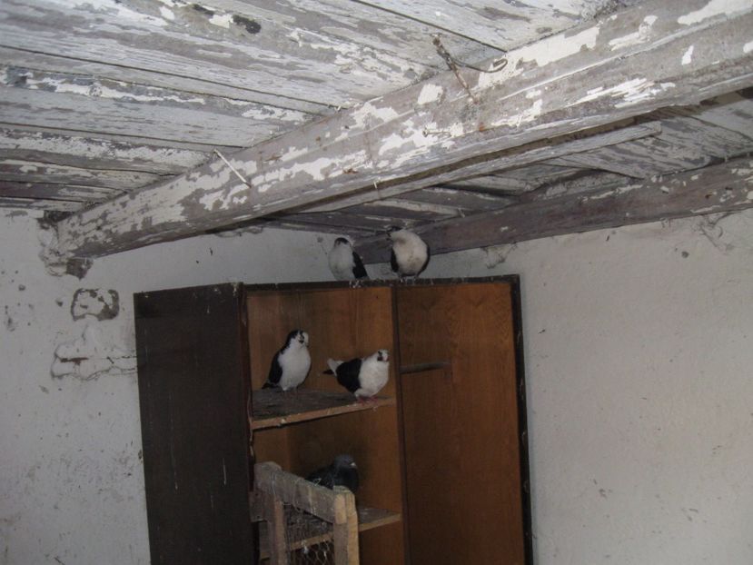  - arhiva_porumbei dragi mie