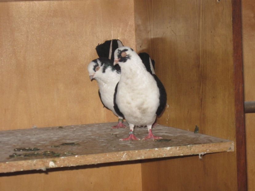  - arhiva_porumbei dragi mie