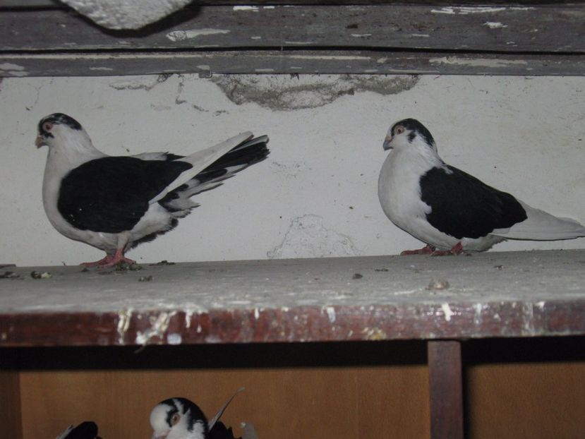  - arhiva_porumbei dragi mie