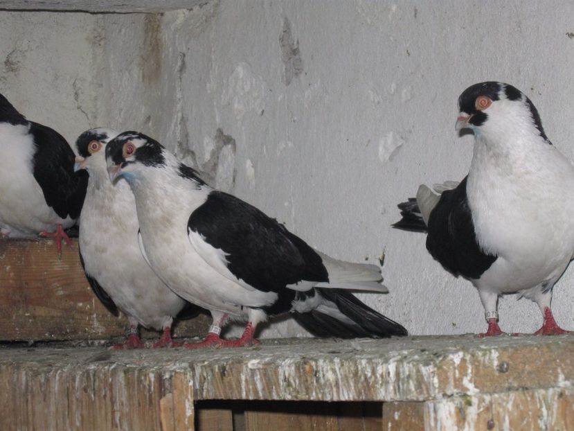  - arhiva_porumbei dragi mie