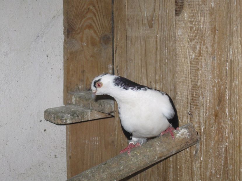  - arhiva_porumbei dragi mie