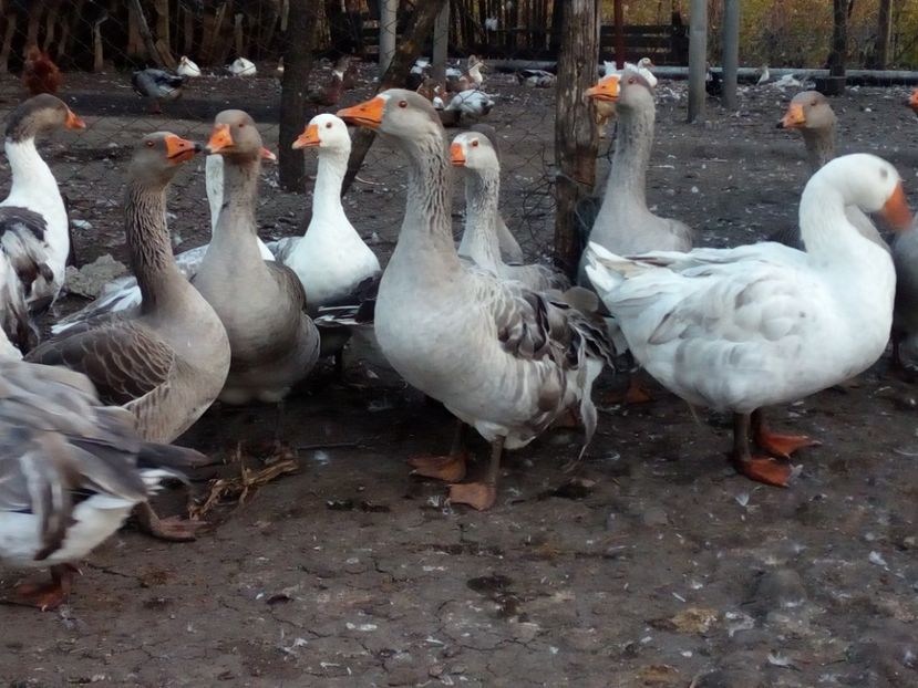  - Gaste octombrie 2017