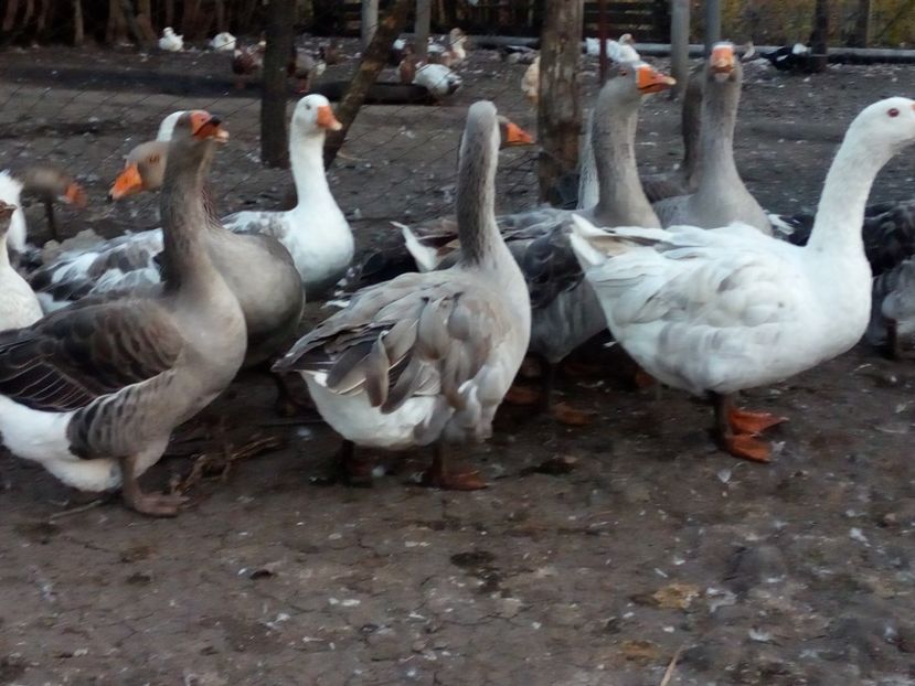  - Gaste octombrie 2017