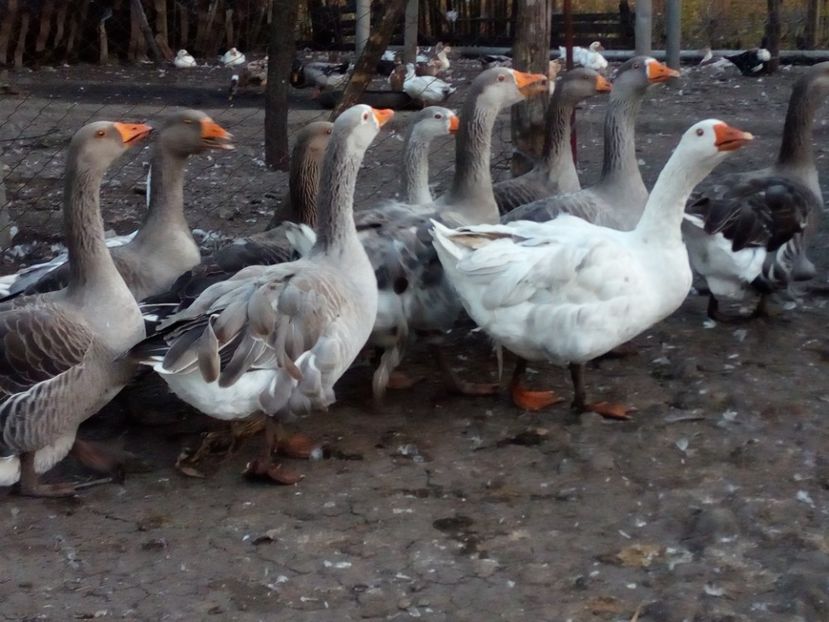  - Gaste octombrie 2017