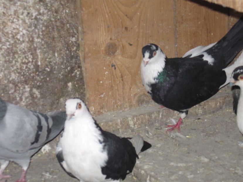  - arhiva_porumbei dragi mie