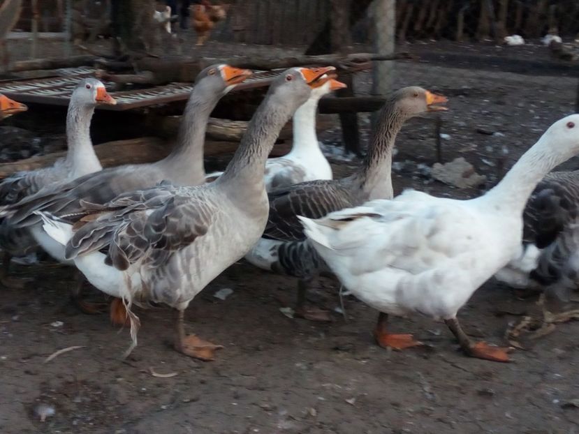  - Gaste octombrie 2017