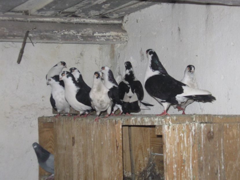  - arhiva_porumbei dragi mie