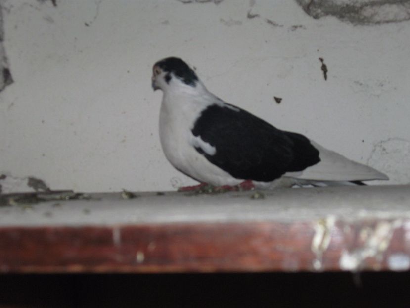  - arhiva_porumbei dragi mie