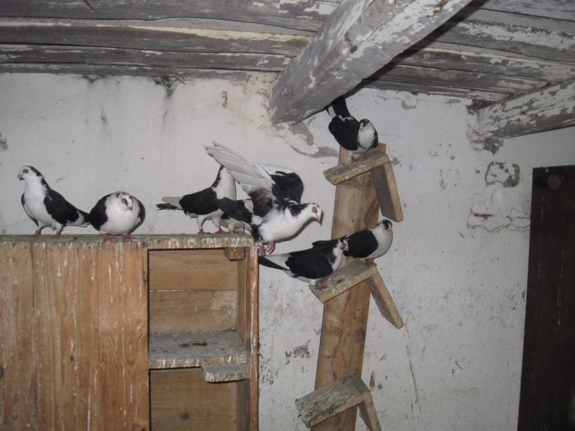  - arhiva_porumbei dragi mie