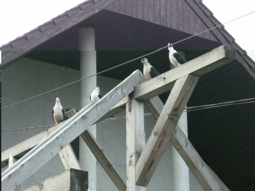  - arhiva_porumbei dragi mie