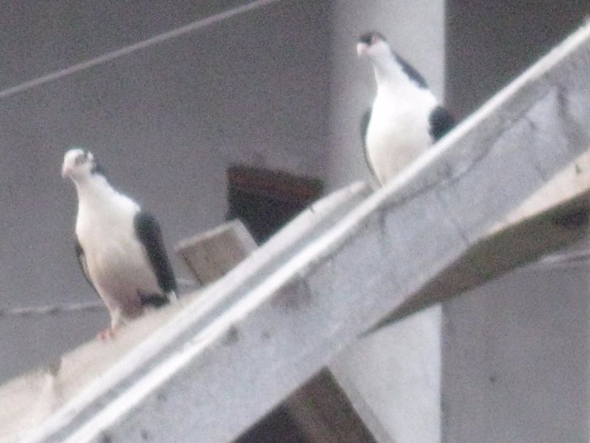  - arhiva_porumbei dragi mie