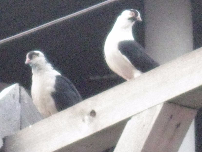  - arhiva_porumbei dragi mie