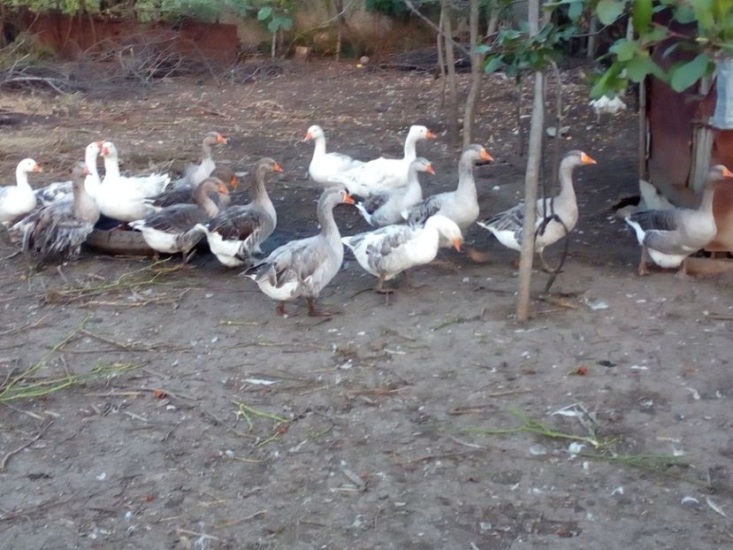  - Gaste octombrie 2017