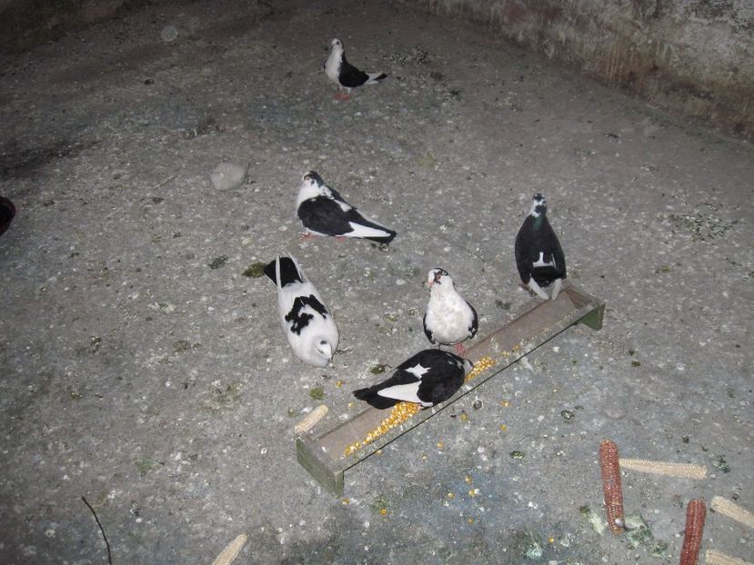  - arhiva_porumbei dragi mie