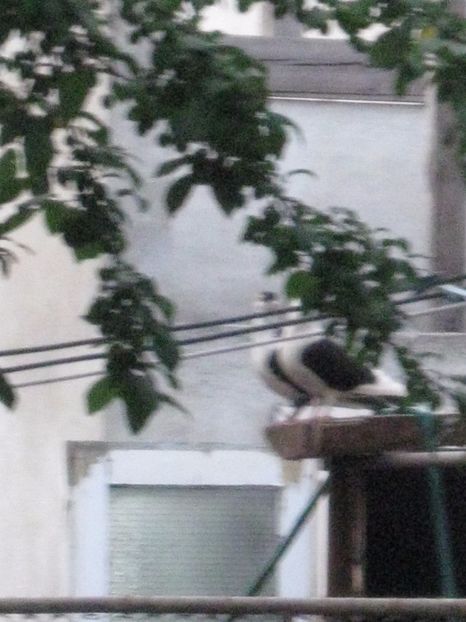  - arhiva_porumbei dragi mie