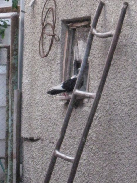  - arhiva_porumbei dragi mie