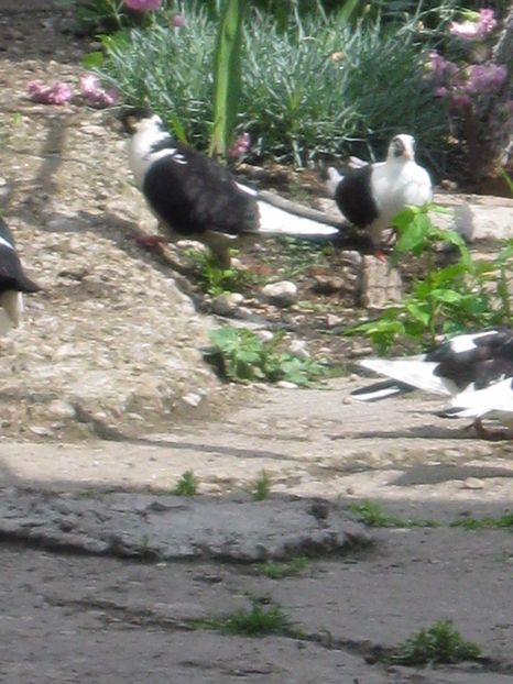  - arhiva_porumbei dragi mie