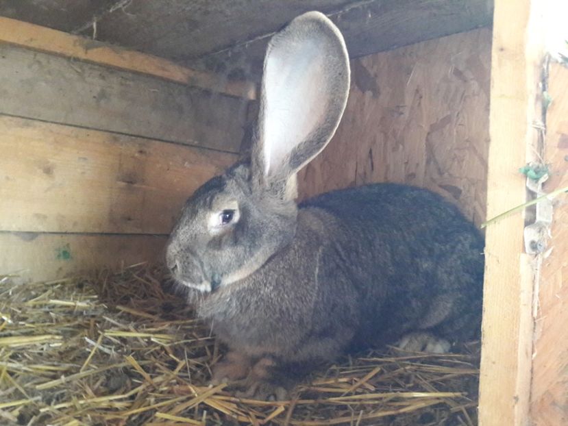 femela 1. varsta 6 luni - Iepuri urias german gri 2017