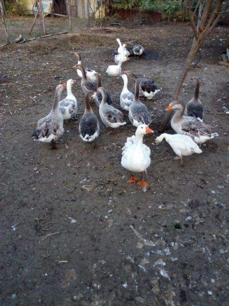  - Gaste octombrie 2017