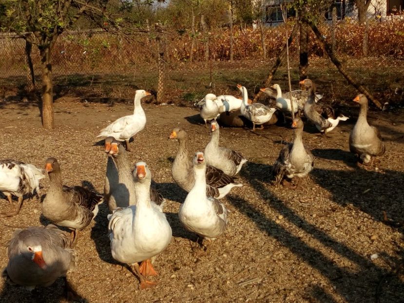  - Gaste octombrie 2017