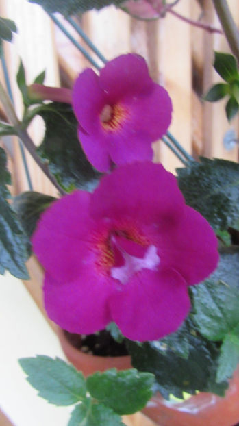 Claret - Achimenes