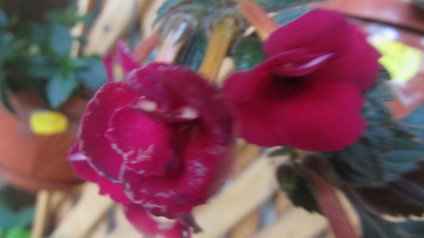 Lady in Black - Achimenes